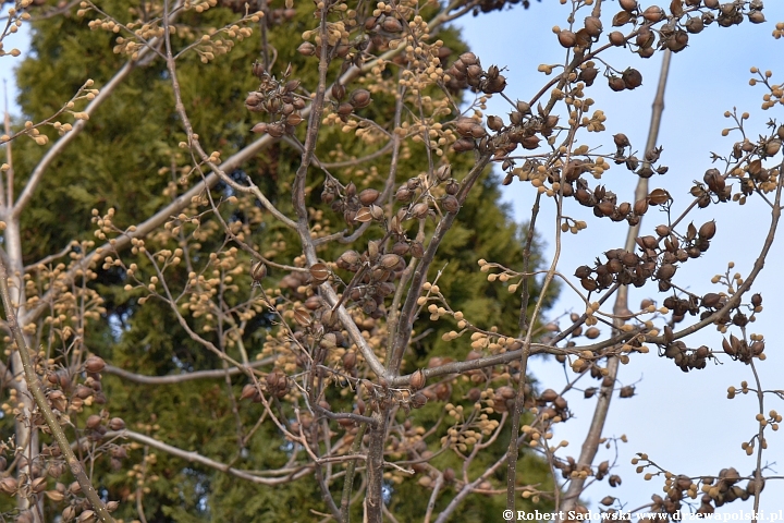 Paulownia puszysta zimą