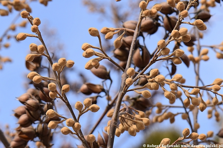 Paulownia puszysta zimą