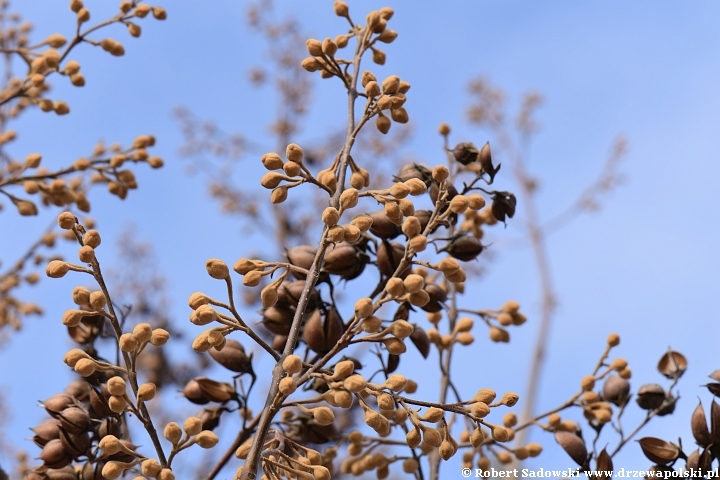 Paulownia puszysta zimą