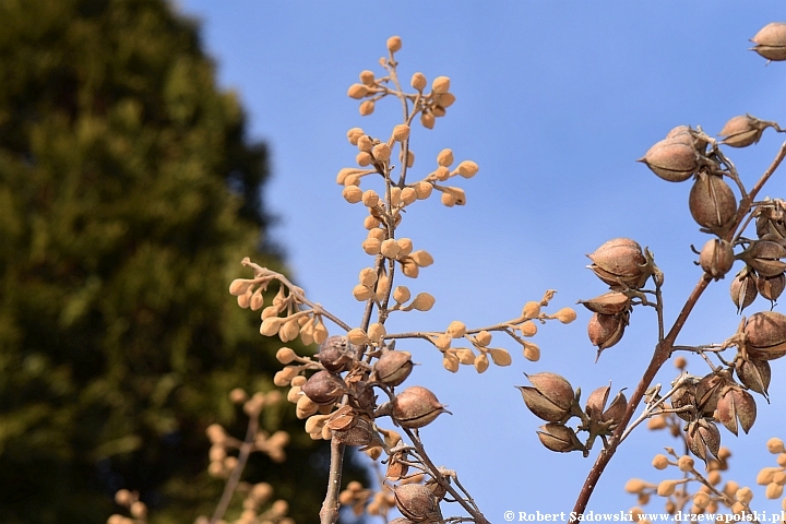 Paulownia puszysta zimą