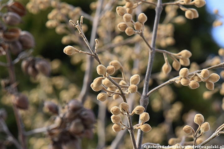 Paulownia puszysta zimą