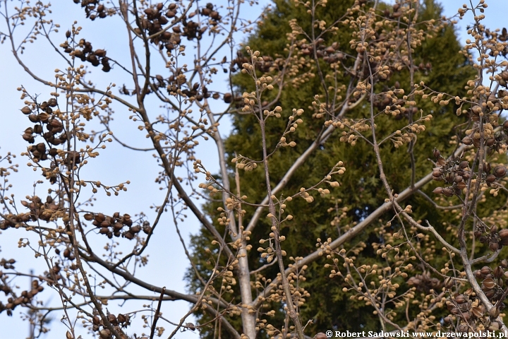 Paulownia puszysta zimą