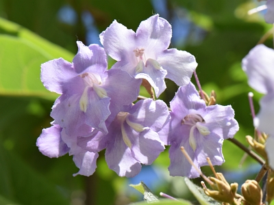 Paulownia puszysta kwiat