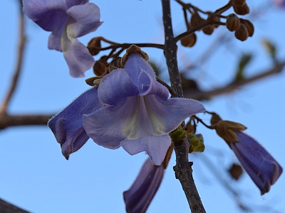 Paulownia puszysta kwiat