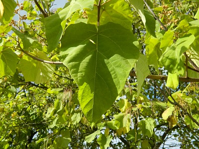 Paulownia puszysta liść