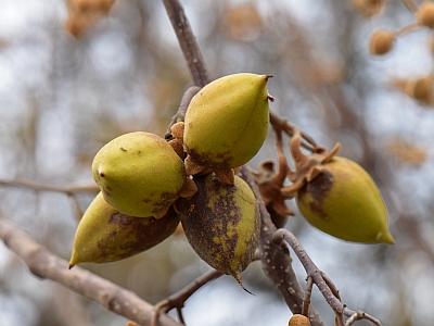 Paulownia puszysta zielone owoce