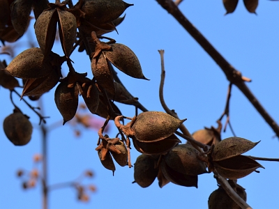 Paulownia puszysta owoce