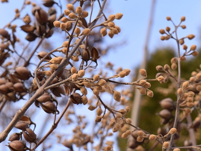 Paulownia puszysta pąki kwiatowe