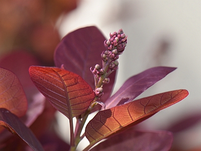 Perukowiec podolski 'Royal Purple' pąk kwiatowy