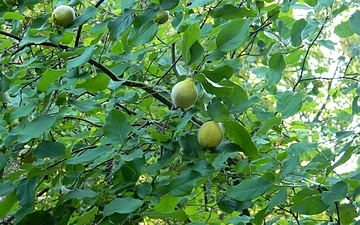 Pigwa pospolita owoce