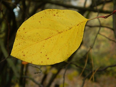 Pigwa pospolita liść jesienią