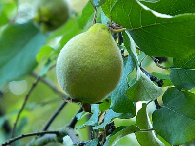 Pigwa pospolita owoc