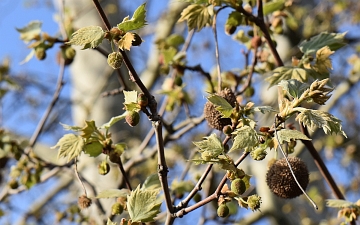 Platan klonolistny kwitnienie