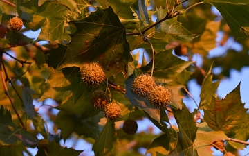 Platan klonolistny owoce jesienią