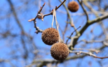 Platan klonolistny owoce zimą