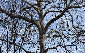 Platan klonolistny pień i konary zimą