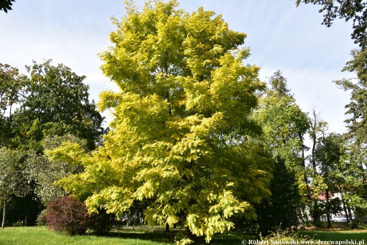 Robinia akacjowa ‘Frisia’ jesienią