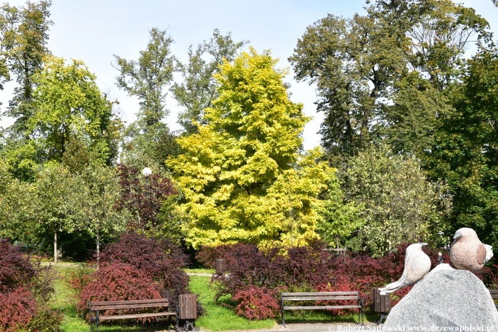 Robinia akacjowa ‘Frisia’ jesienią