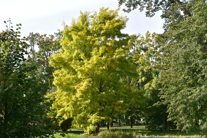 Robinia akacjowa ‘Frisia’ jesienią