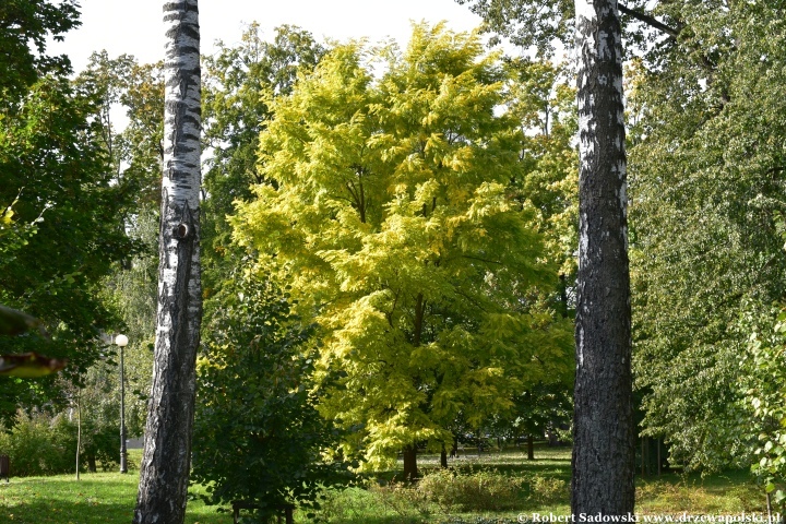 Robinia akacjowa ‘Frisia’ jesienią