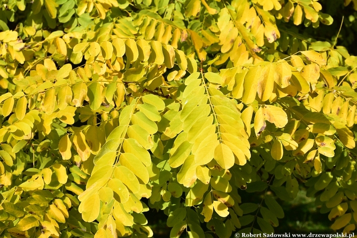 Robinia akacjowa ‘Frisia’ jesienią