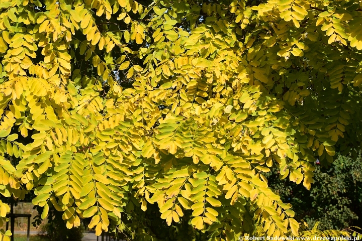 Robinia akacjowa ‘Frisia’ jesienią