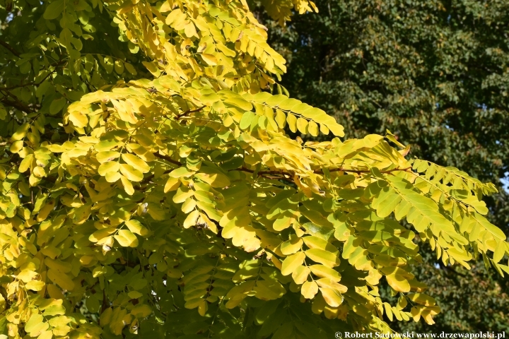Robinia akacjowa ‘Frisia’ jesienią