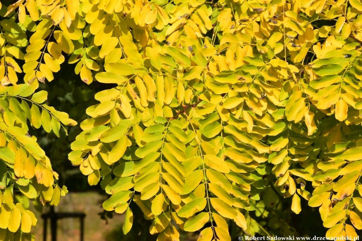 Robinia akacjowa ‘Frisia’ jesienią