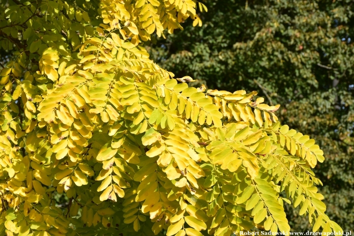 Robinia akacjowa ‘Frisia’ jesienią