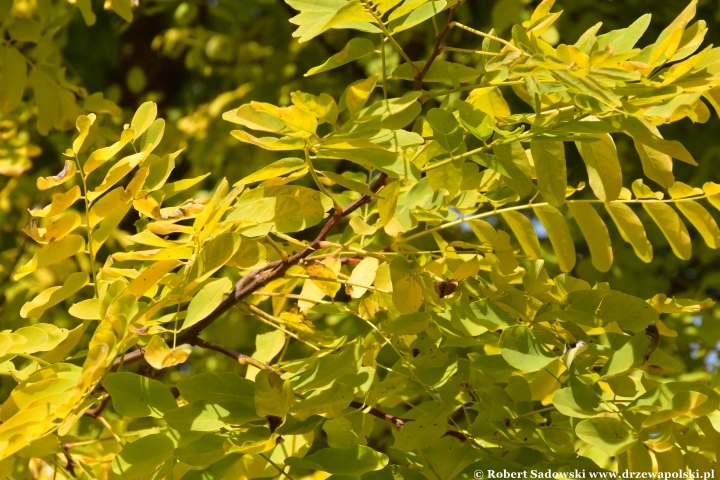 Robinia akacjowa ‘Frisia’ jesienią