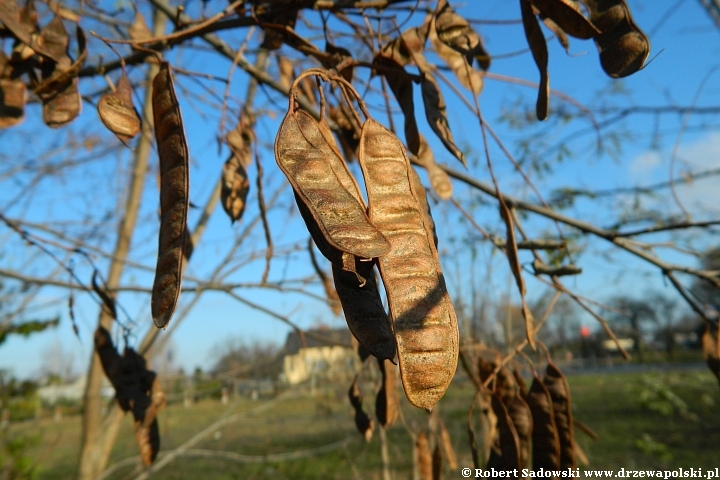 Robinia biała