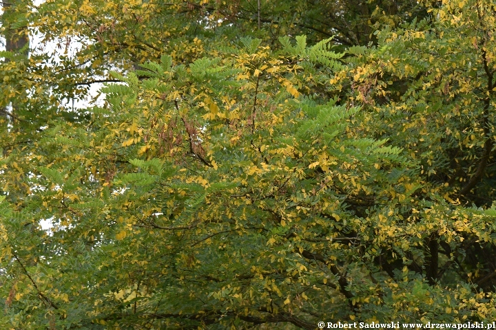 Robinia biała jesienią