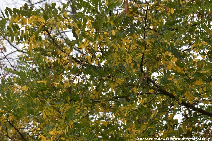 Robinia biała jesienią