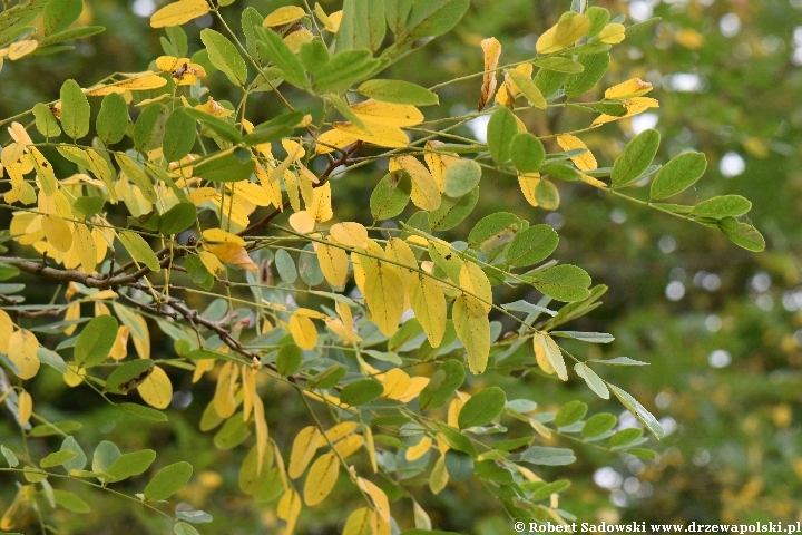 Robinia biała jesienią