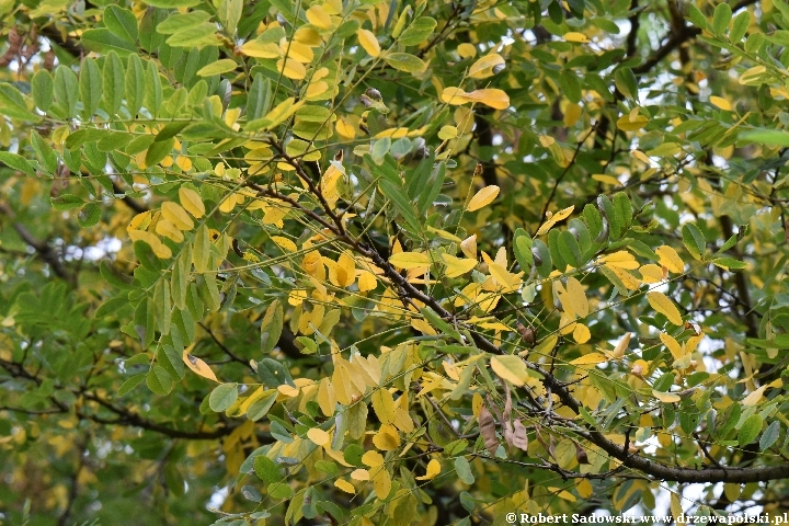 Robinia biała jesienią