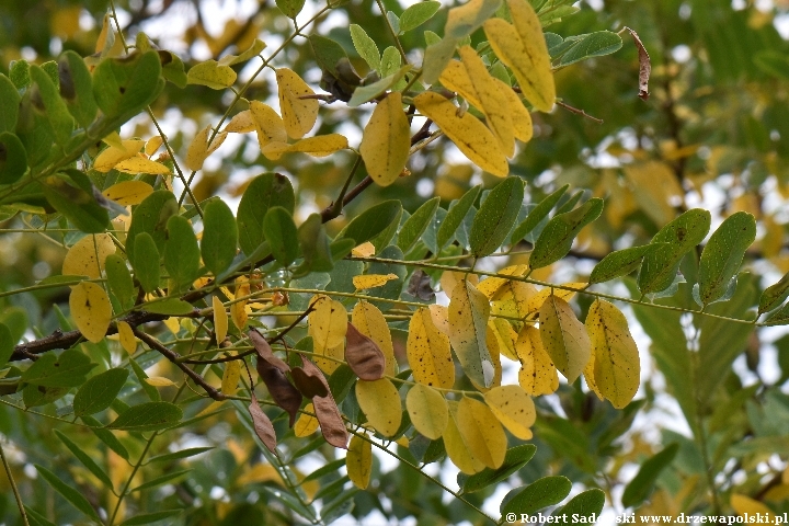 Robinia biała jesienią