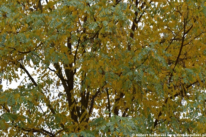 Robinia biała jesienią