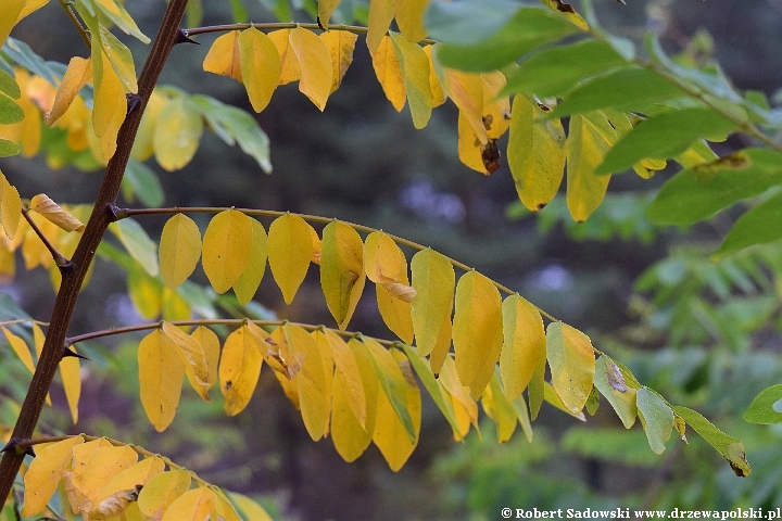 Robinia biała jesienią