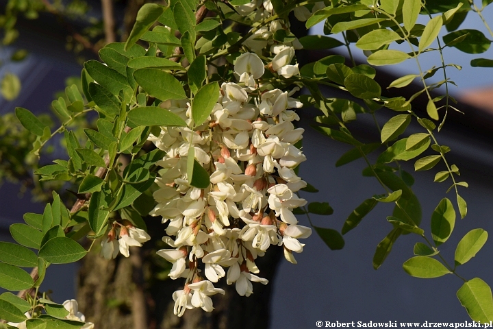 Kwitnie robinia biała