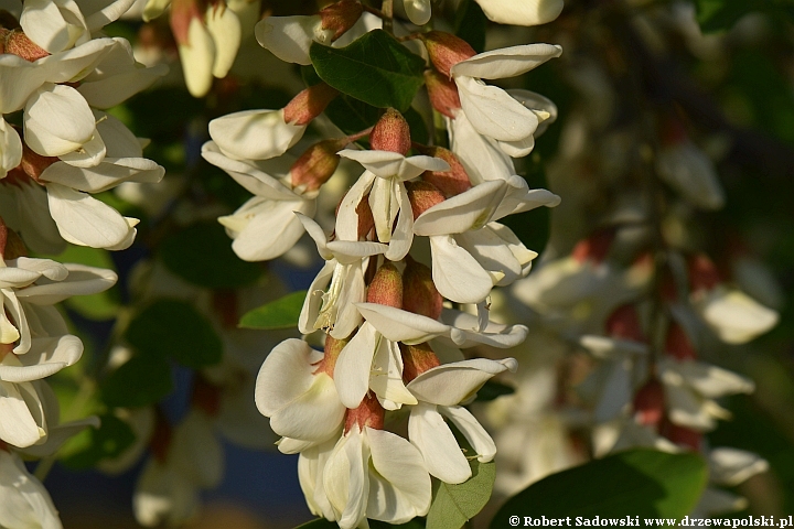 Kwitnie robinia biała