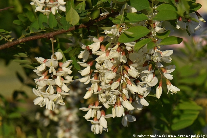 Kwitnie robinia biała