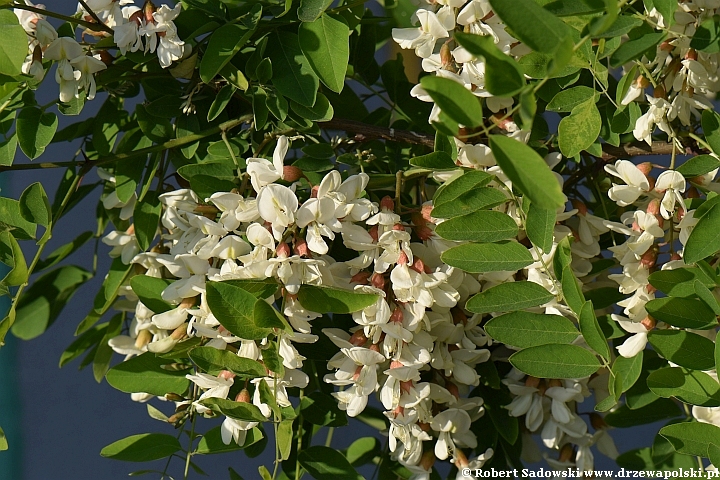 Kwitnie robinia biała