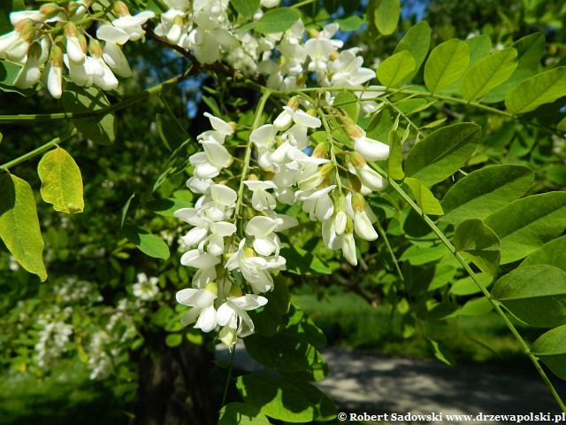 Kwitnie robinia biała