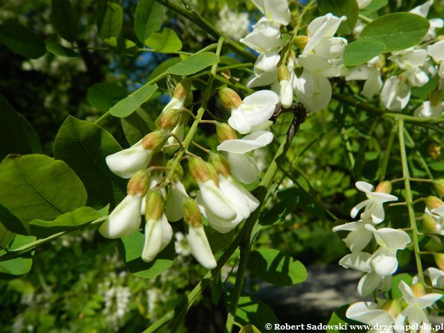 Kwitnie robinia biała