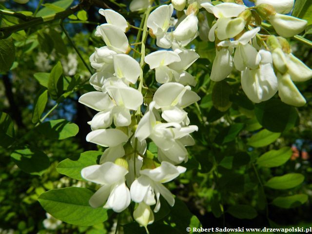 Kwitnie robinia biała