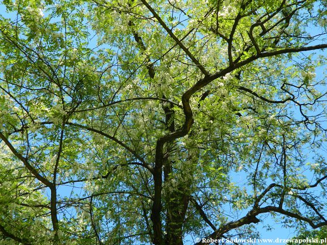 Kwitnie robinia biała