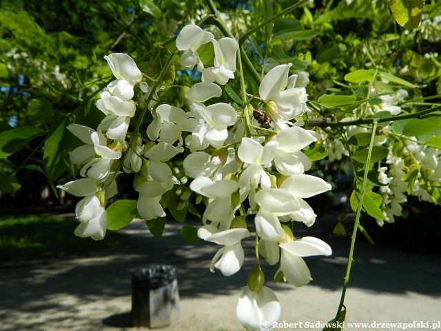 Kwitnie robinia biała