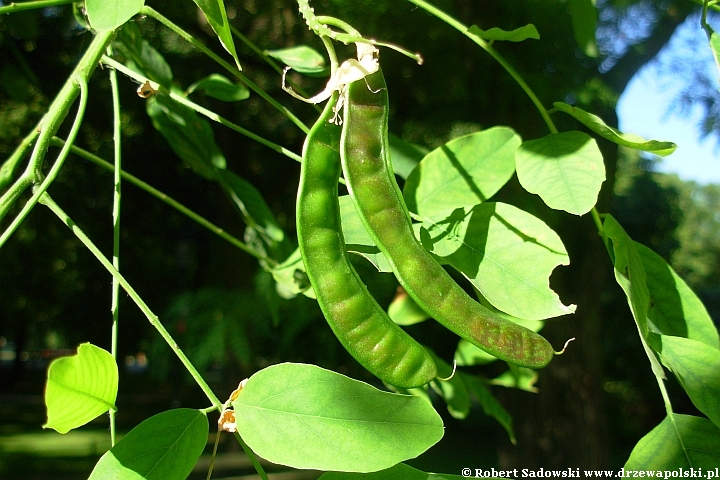 Robinia biała