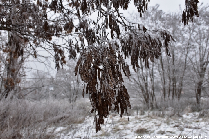 Robinia biała - strąki w grudniu