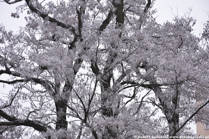 Robinia biała - strąki w grudniu